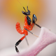 Illustration for article titled The Strange Cuteness of Insect Portraits